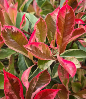 Photinia fraseri 'Pink Marble' 100cm kmeň
